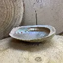 Coquille d'ormeau Haliotis diversicolor smudge L