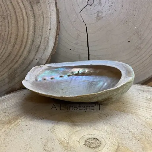 [64498] Coquille d'ormeau Haliotis diversicolor smudge L